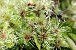 Clematis Virgin’s Bower Vine Seeds