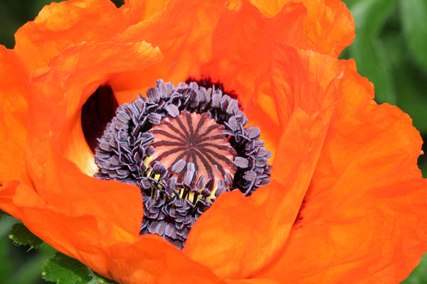Prince of Orange Oriental Poppy Seeds