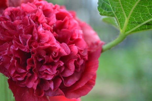 Scarlet Double Hollyhock Seeds