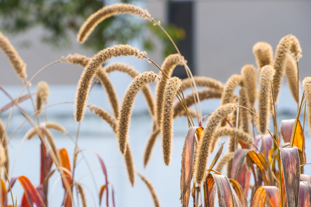 Foxtail Millet Seeds