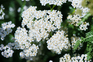 White Yarrow Seeds