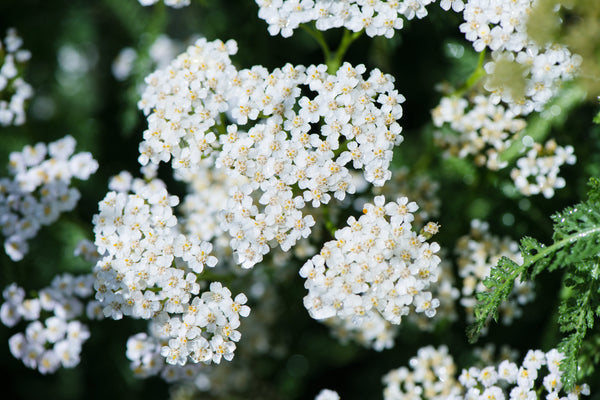 White Yarrow Seeds