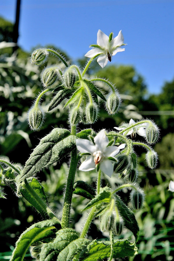 White Borage Seeds