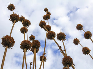 Klip Dagga/Lion's Ear Seeds