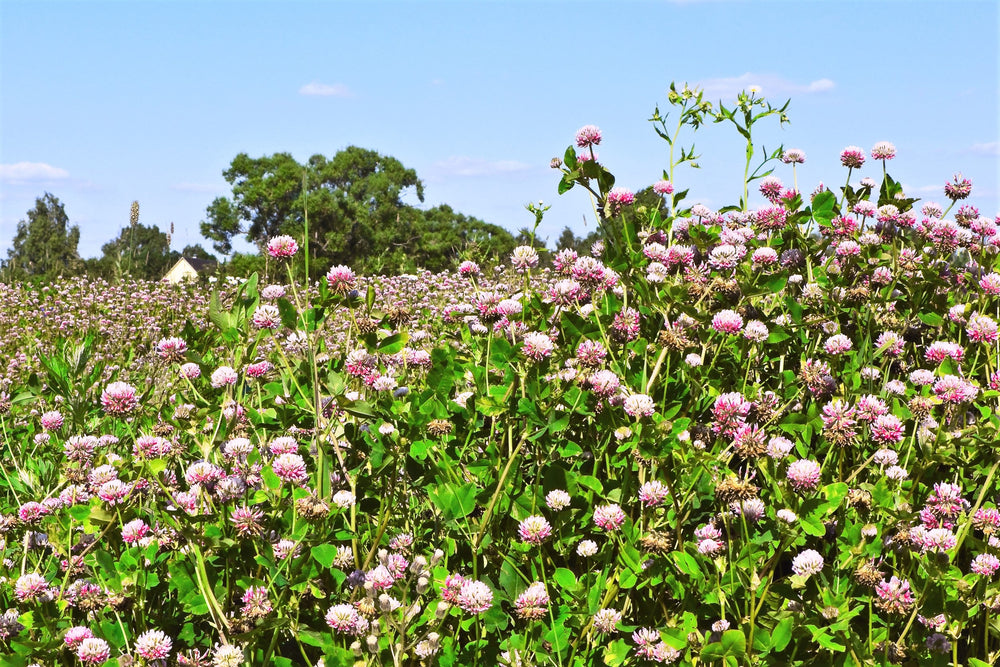 Pink and White Alsike Clover Cover Crop Seeds