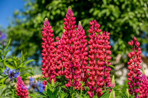 Red Lupine 'My Castle' Seeds