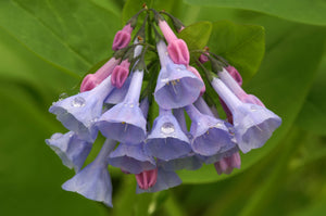 Virginia Bluebells Seeds