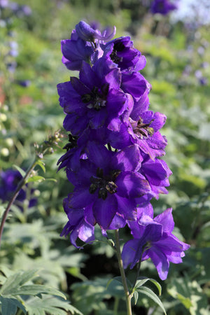 Black Knight Pacific Giant Delphinium Seeds