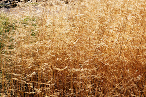 Tufted Harigrass Seeds