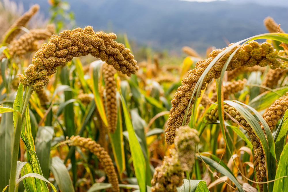 Foxtail Millet Seeds