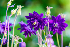 Tall Double Columbine Seeds (Mixed Colors)