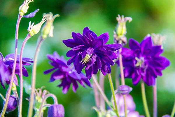 Tall Double Columbine Seeds (Mixed Colors)