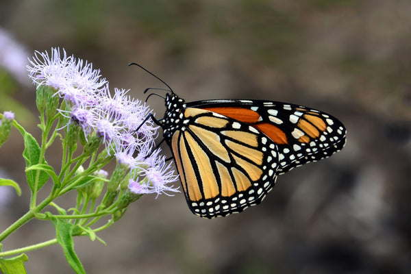 Mistflower Seeds