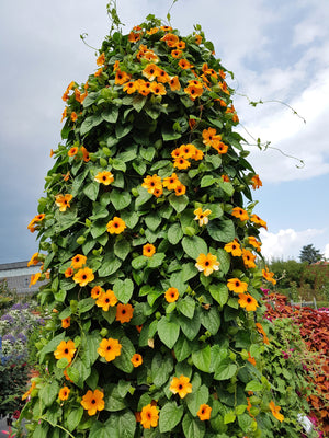 Black-Eyed Susan Vine Seeds - Mixed Thunbergia