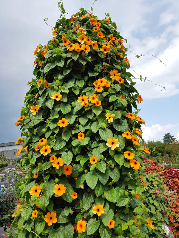 Black-Eyed Susan Vine Seeds - Mixed Thunbergia