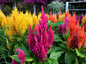 Celosia Pampas Plumes - Mix Seeds