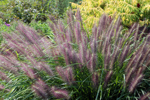 Chinese Fountain Grass Seeds