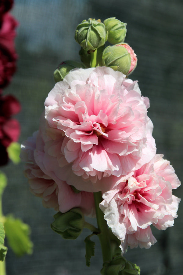 Summer Carnival Hollyhock Seeds