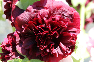 Scarlet Double Hollyhock Seeds