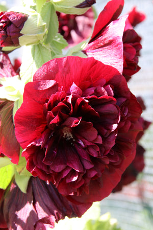 Scarlet Double Hollyhock Seeds