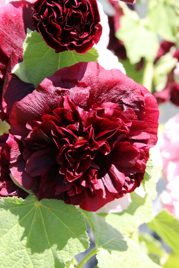 Scarlet Double Hollyhock Seeds