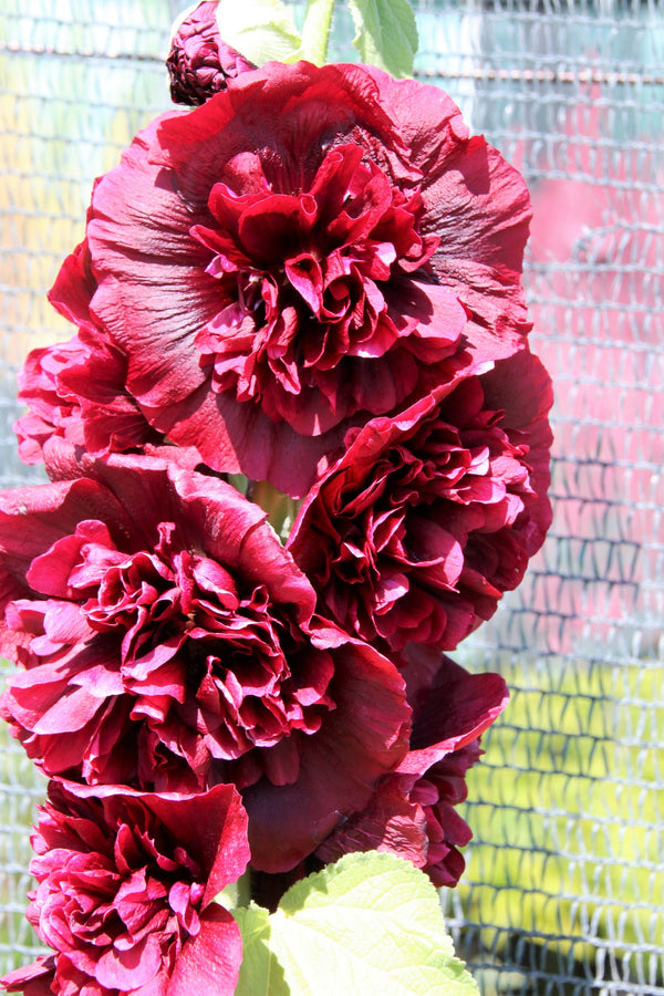 Summer Carnival Hollyhock Seeds