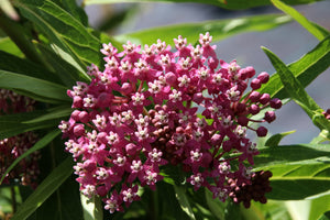 Swamp Milkweed Seeds