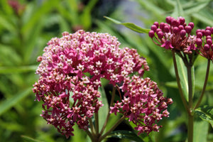 Swamp Milkweed Seeds
