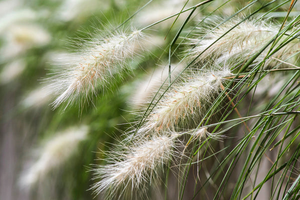 Dwarf Fountain Grass Seeds