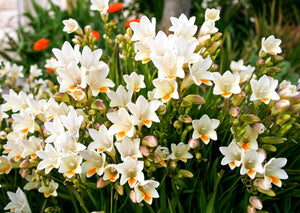 Royal Champion Mix Freesia Seeds