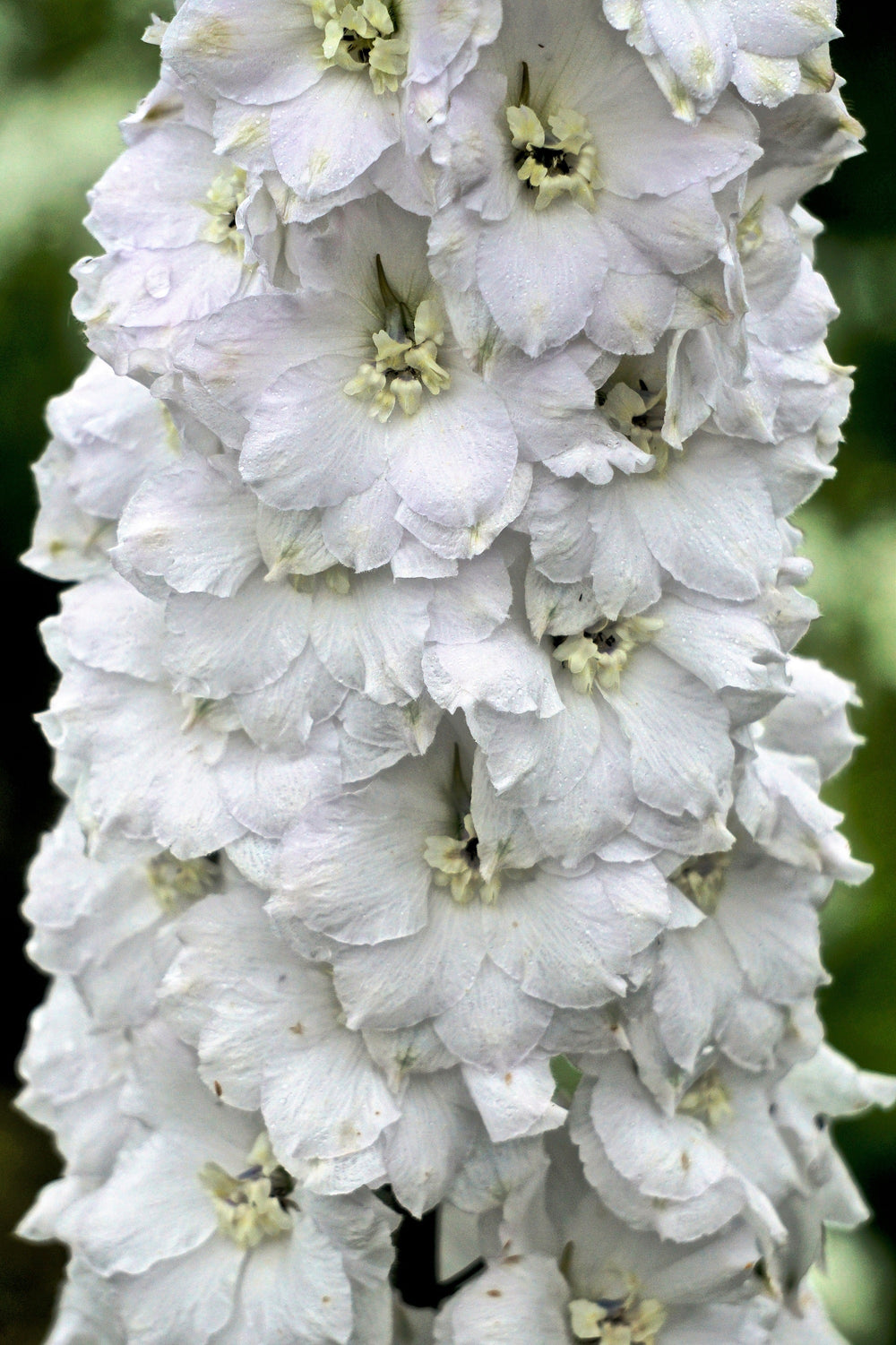 Giant Imperial White King Larkspur Seeds