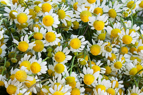 German Chamomile Seeds