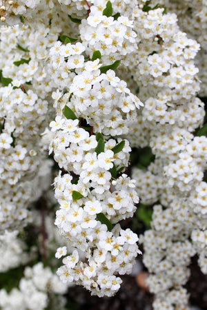 White Yarrow Seeds