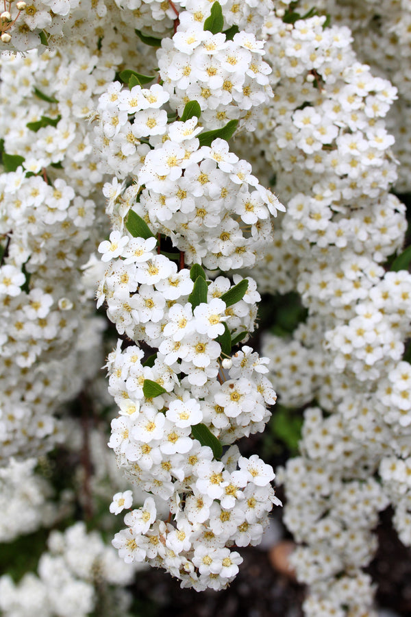 White Yarrow Seeds
