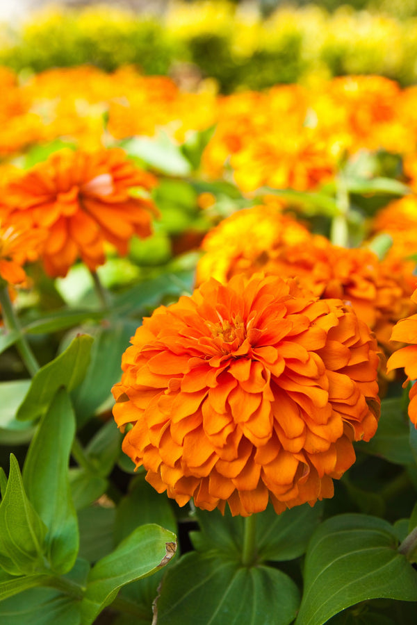 Orange King Zinnia Seeds