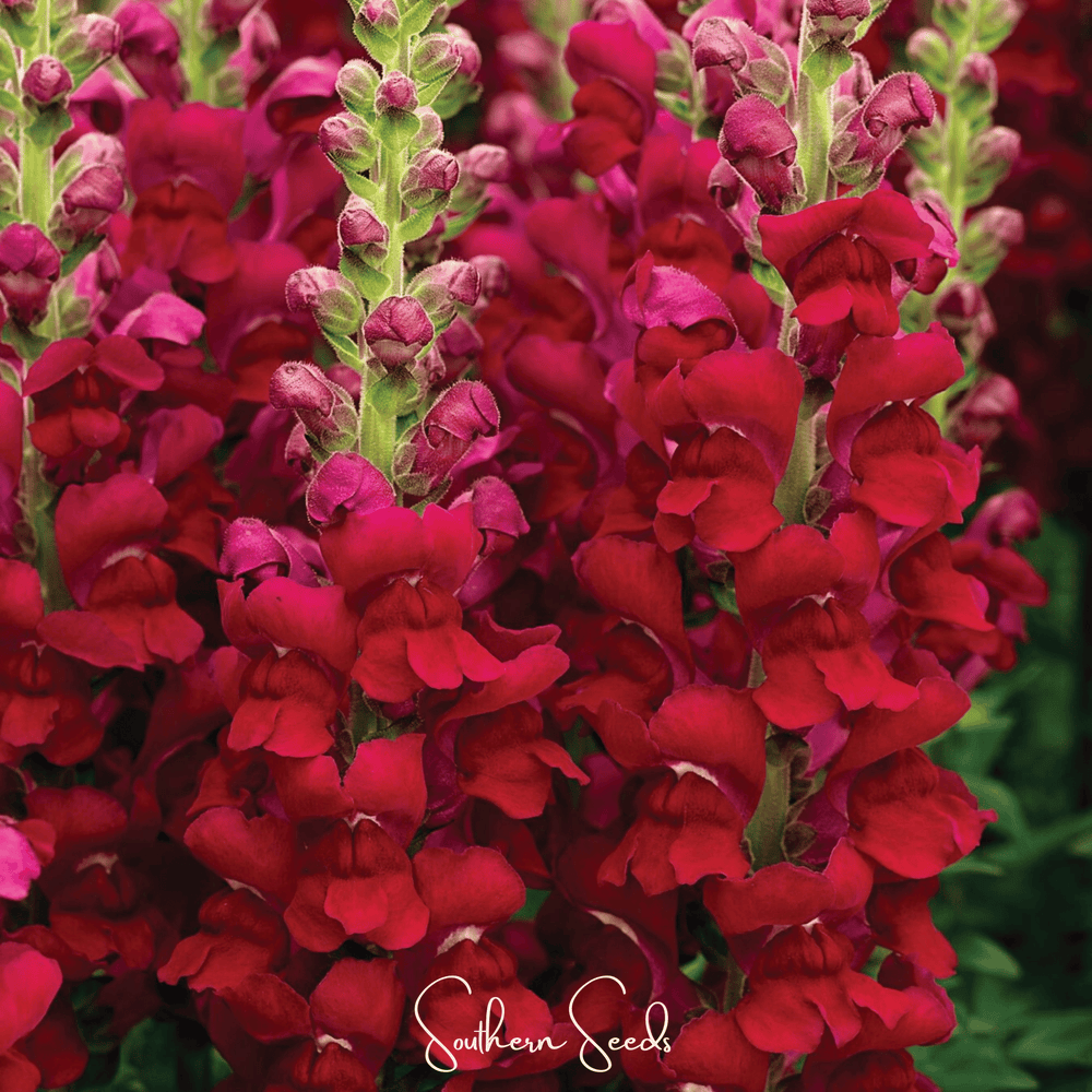 Defiance Snapdragon Seeds