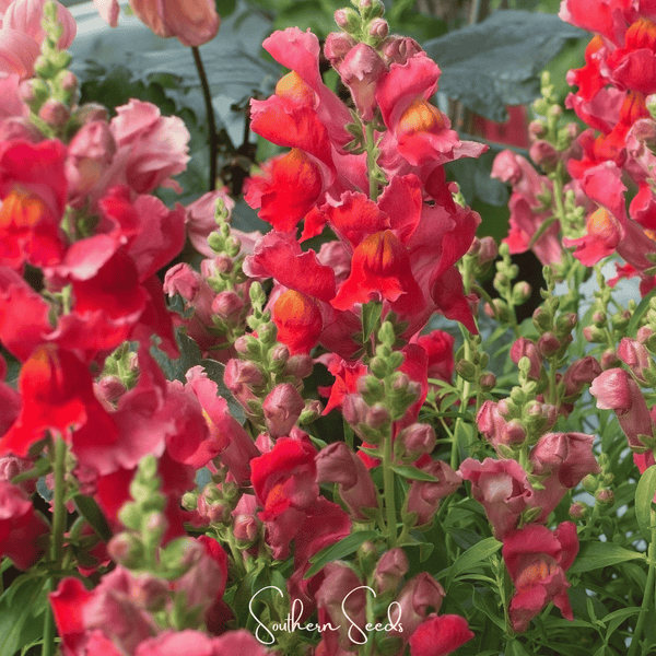 Defiance Snapdragon Seeds