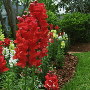 Defiance Snapdragon Seeds
