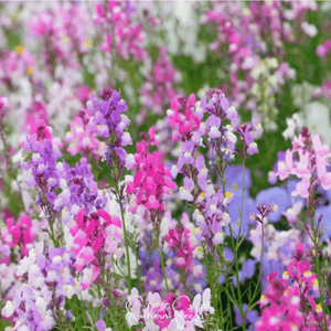 Northern Lights Toadflax Mix  Seeds