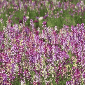 Northern Lights Toadflax Mix  Seeds