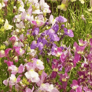 Northern Lights Toadflax Mix  Seeds