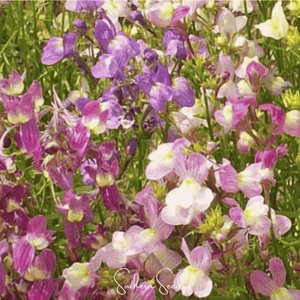 Northern Lights Toadflax Mix  Seeds