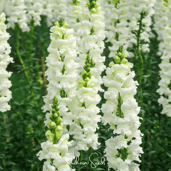 Snowflake Snapdragon Seeds