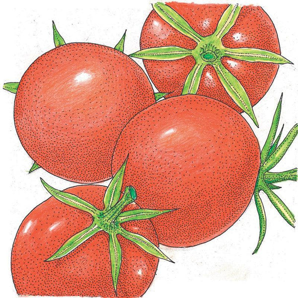 Burbank Tomato Seeds (Organic)