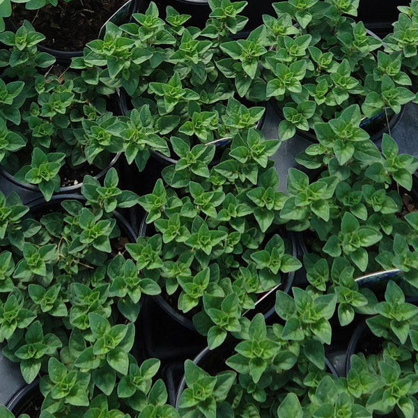Greek Oregano Seeds (Organic)