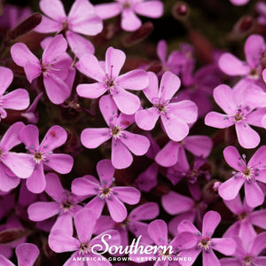 Rock Soapwort Seeds