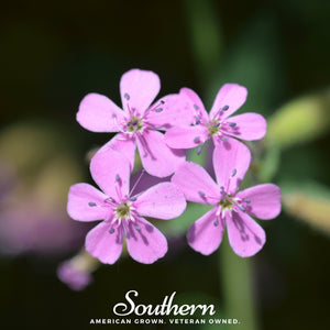 Rock Soapwort Seeds