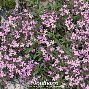 Rock Soapwort Seeds