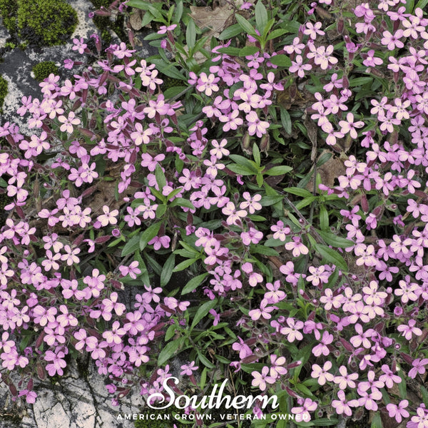 Rock Soapwort Seeds