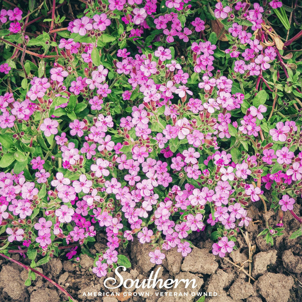 Rock Soapwort Seeds